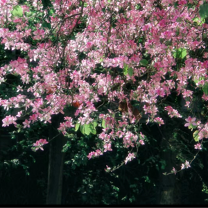 日本美女露屄片

